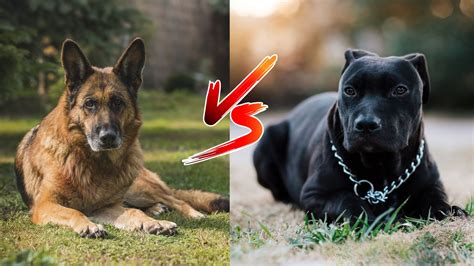 german shepherd vs a pitbull|pitbull german shepherd mix lifespan.